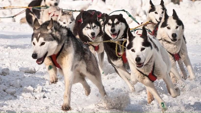 Упряжка сибирских хаски в постромках бежит по снегу, вид спереди