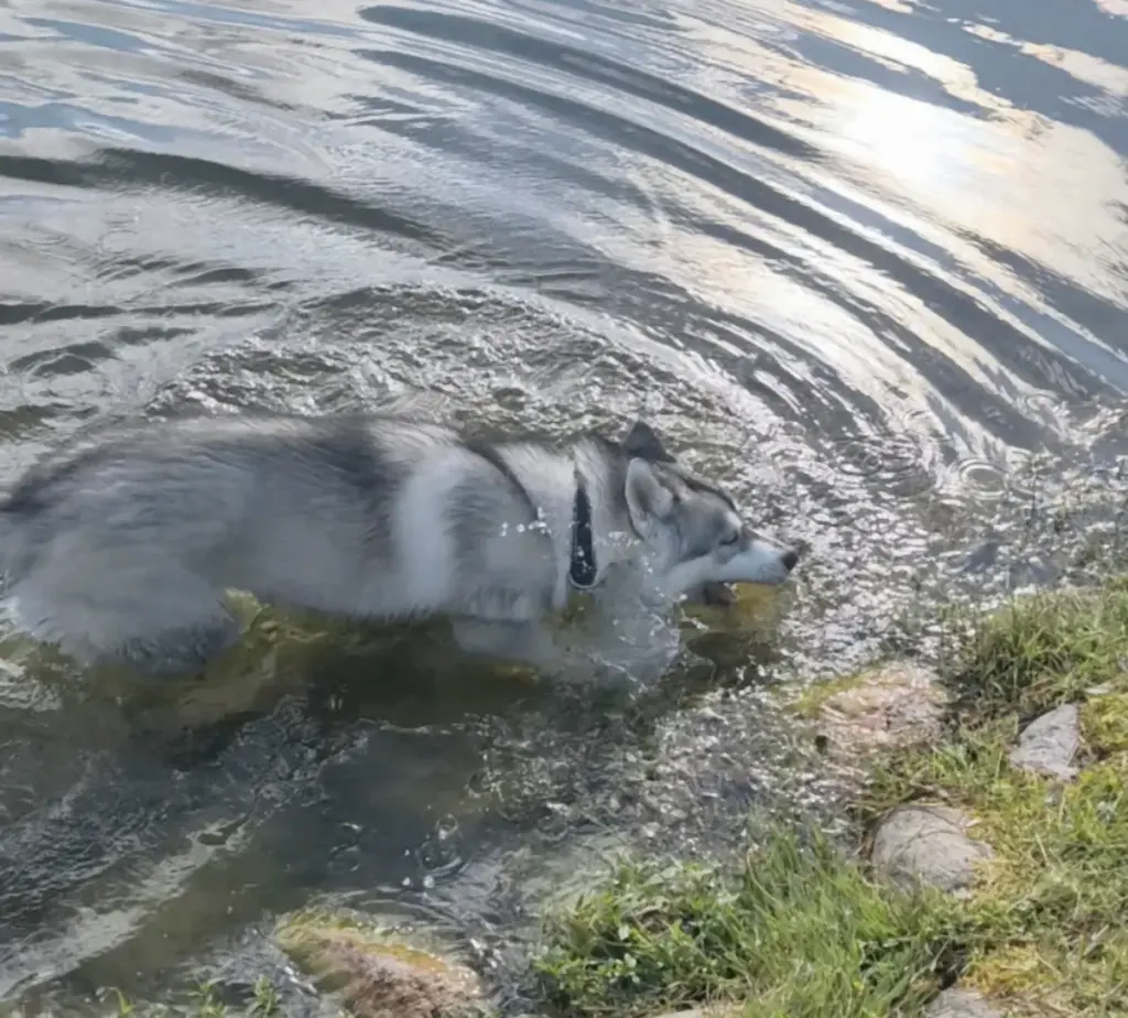 Хаски стоит по грудь в мелкой воде пруда и опускает морду в воду, вокруг расходятся круги