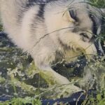 Почему хаски копает воду — и что он там ищет