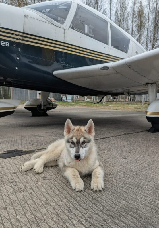 3,5-месячный щенок хаски лежит под крылом самолета Piper-140 на аэродроме и смотрит в камеру