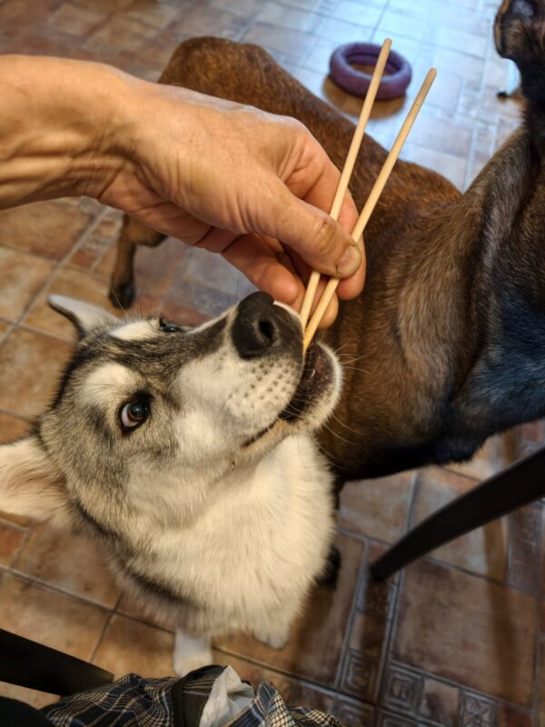 Щенок хаски сидит на полу, плотно сжав зубами палочки с роллами